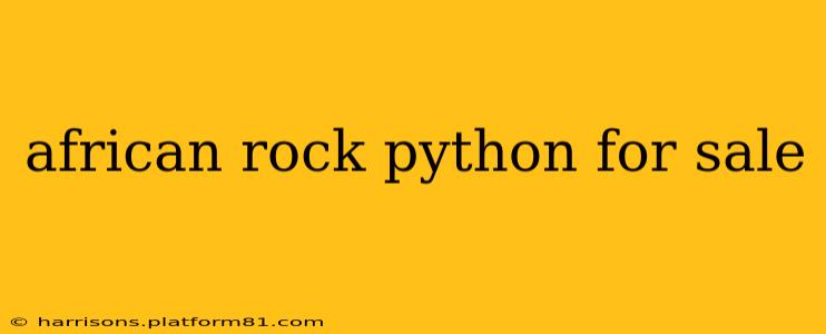 african rock python for sale