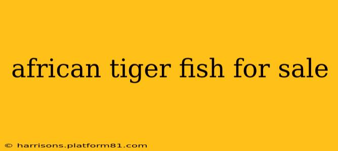 african tiger fish for sale