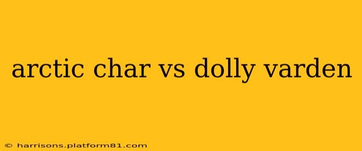 arctic char vs dolly varden