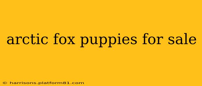 arctic fox puppies for sale