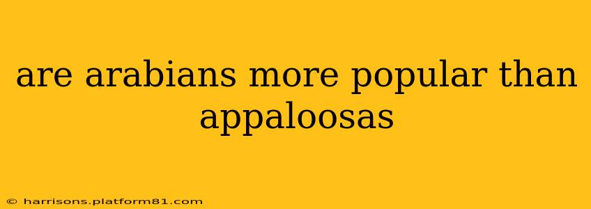 are arabians more popular than appaloosas