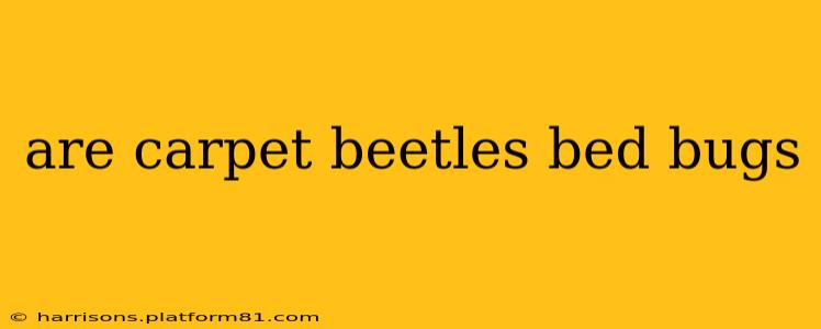 are carpet beetles bed bugs