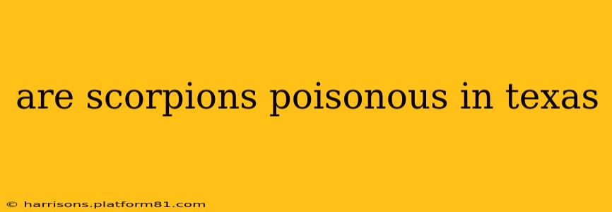 are scorpions poisonous in texas