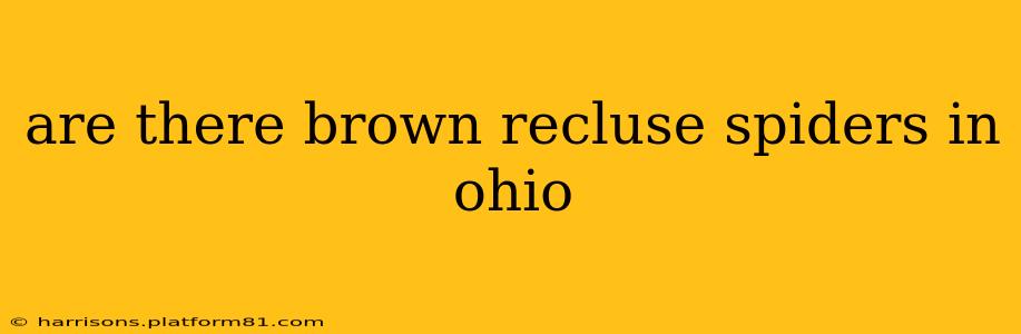 are there brown recluse spiders in ohio