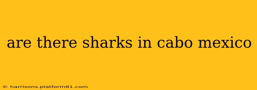 are there sharks in cabo mexico