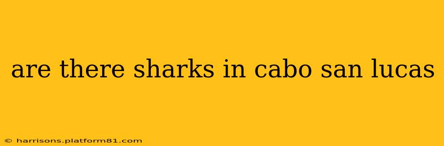 are there sharks in cabo san lucas