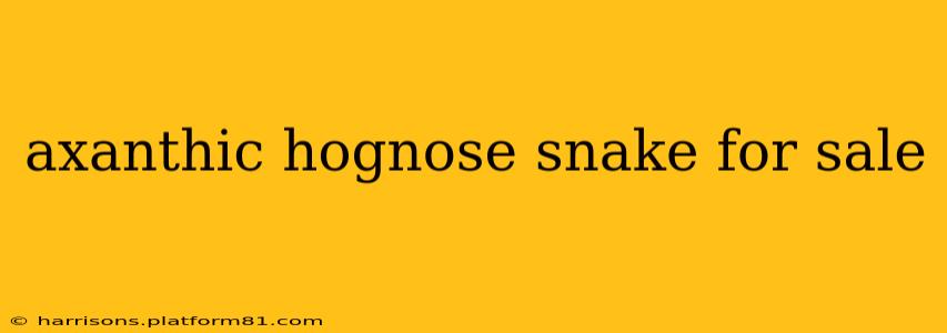axanthic hognose snake for sale