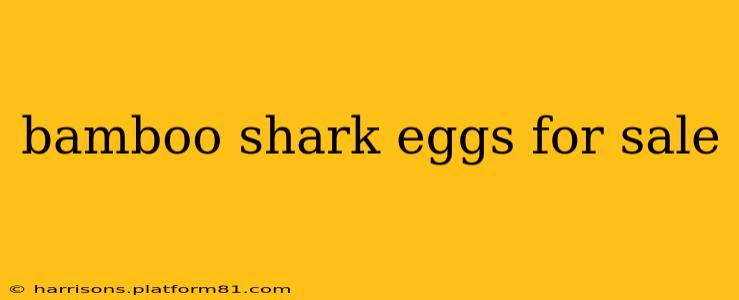 bamboo shark eggs for sale