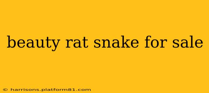 beauty rat snake for sale
