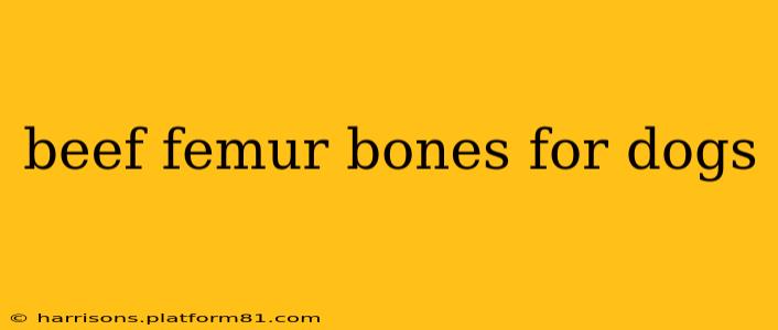 beef femur bones for dogs