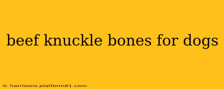 beef knuckle bones for dogs