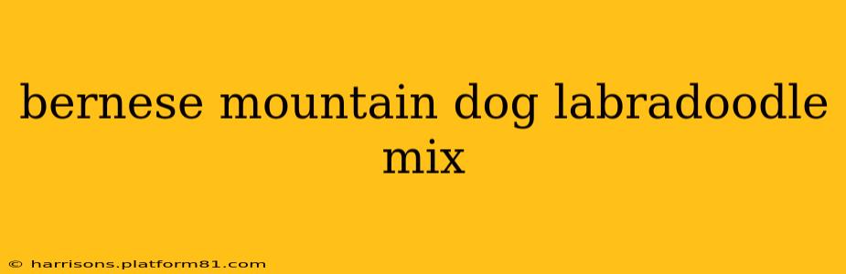 bernese mountain dog labradoodle mix