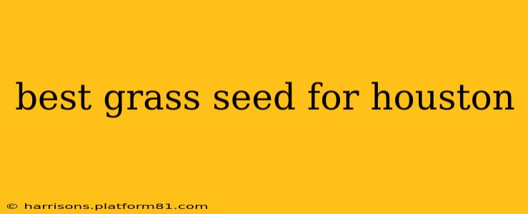 best grass seed for houston