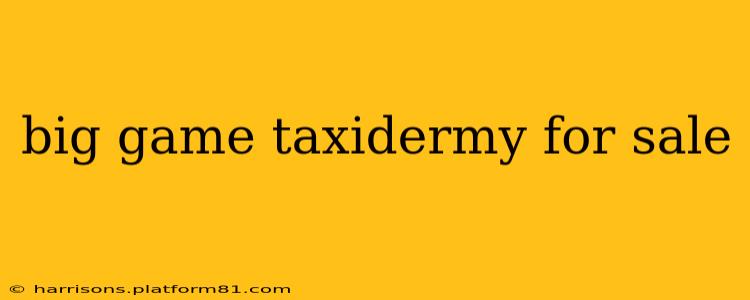 big game taxidermy for sale