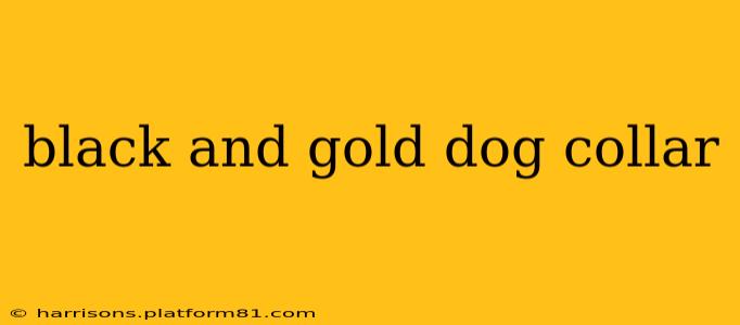 black and gold dog collar
