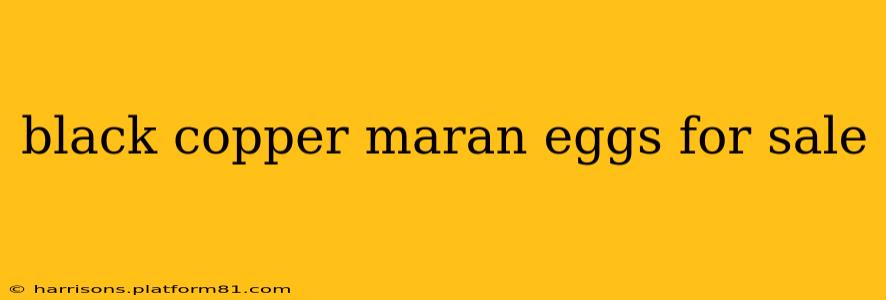 black copper maran eggs for sale