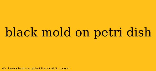 black mold on petri dish