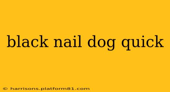 black nail dog quick