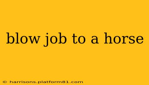 blow job to a horse