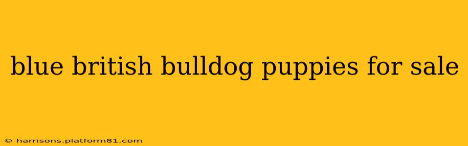 blue british bulldog puppies for sale