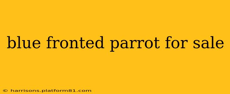blue fronted parrot for sale