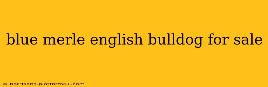 blue merle english bulldog for sale