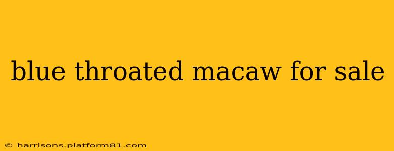 blue throated macaw for sale