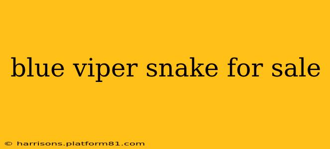 blue viper snake for sale