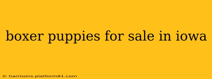 boxer puppies for sale in iowa