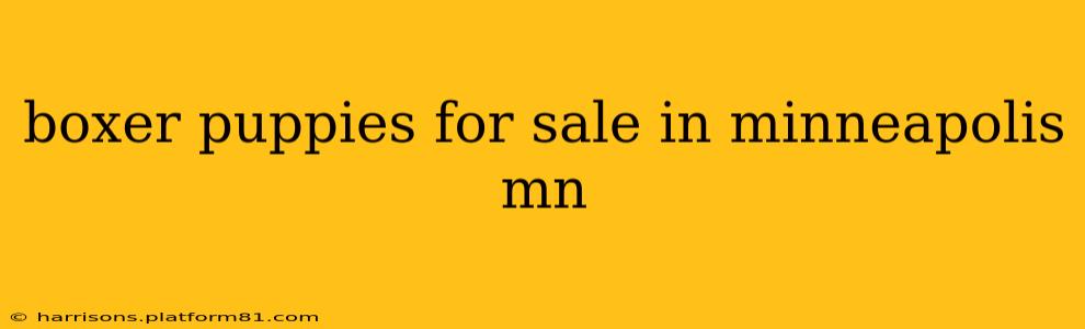 boxer puppies for sale in minneapolis mn