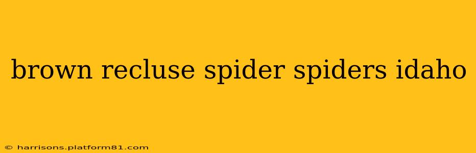 brown recluse spider spiders idaho