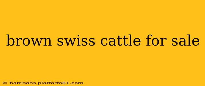 brown swiss cattle for sale