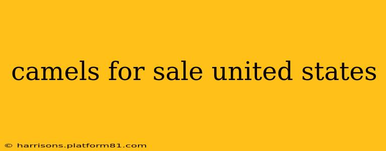 camels for sale united states