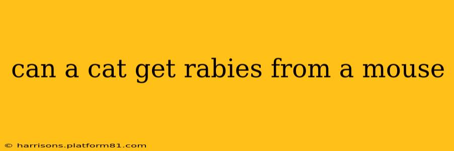 can a cat get rabies from a mouse