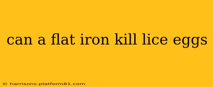 can a flat iron kill lice eggs