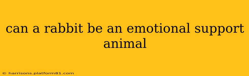 can a rabbit be an emotional support animal