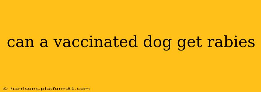 can a vaccinated dog get rabies