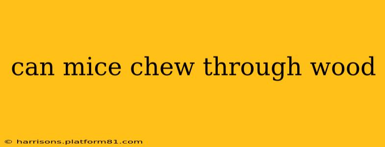 can mice chew through wood