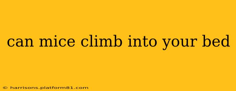 can mice climb into your bed