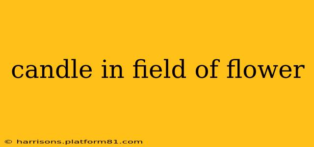 candle in field of flower