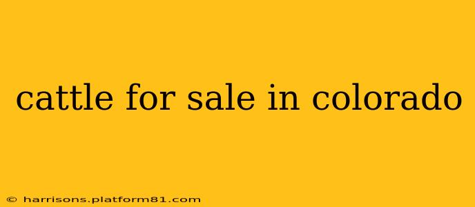 cattle for sale in colorado
