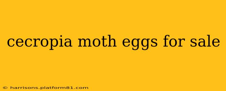 cecropia moth eggs for sale