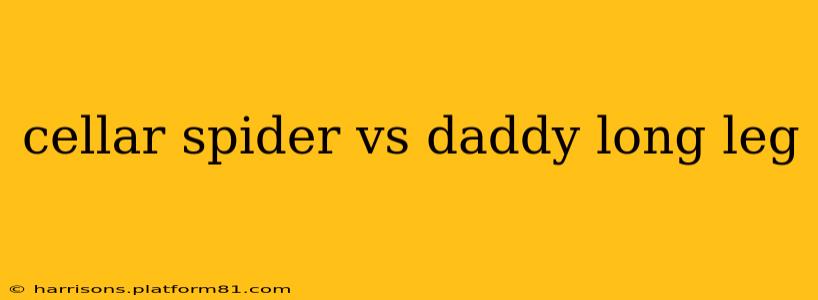 cellar spider vs daddy long leg