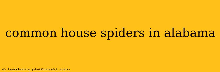 common house spiders in alabama