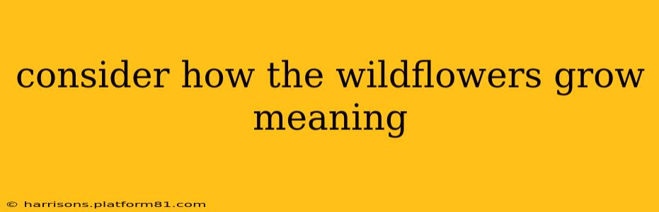 consider how the wildflowers grow meaning