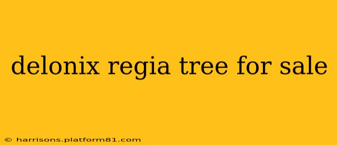 delonix regia tree for sale