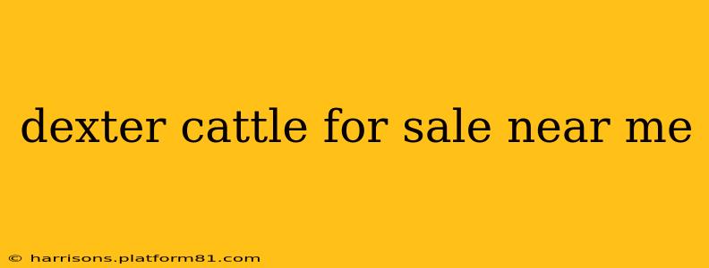 dexter cattle for sale near me
