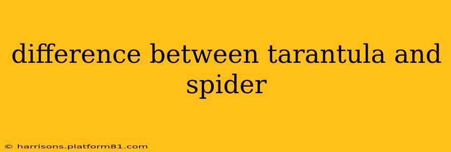 difference between tarantula and spider