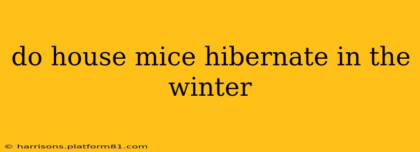 do house mice hibernate in the winter