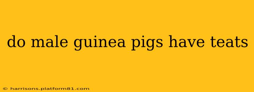 do male guinea pigs have teats